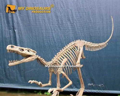 恐龙的骨骼之谜（揭开古生物世界的面纱）