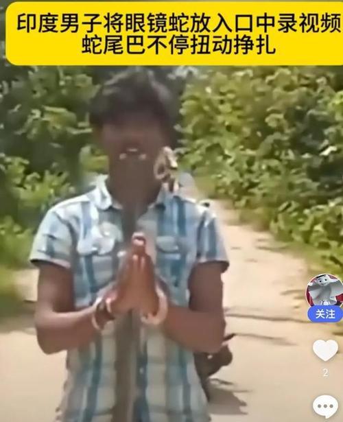 毒蛇死后毒液的去向及影响（解密毒蛇死亡后毒液的处理方式与环境影响）