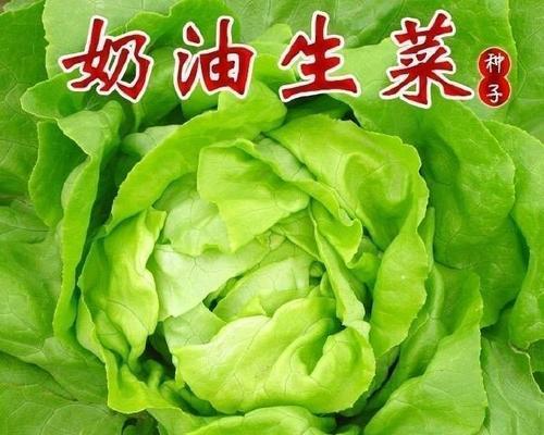 福莱618种子的优势与表现（探索福莱618种子的生长特点与产量表现，为农民带来丰收机遇）
