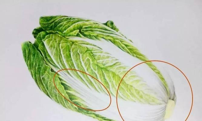 以大白菜引导修复教程——探索健康食品的多功能之道（以大白菜为基础的修复教程，发现身体健康的秘密）